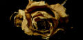 When Love Is Dying